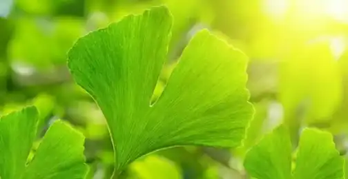 How to take ginkgo biloba extract?